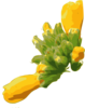Blurred Yellow Primrose Clip Art